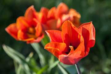 Blooming tulips on a sunny day