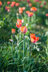 Blooming tulips on a sunny day