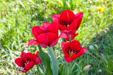 Blooming tulips on a sunny day