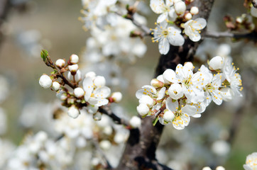 Blossoming of cherry flowers