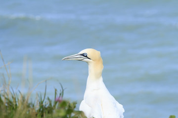 Gannet, close up profile.