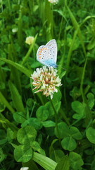 Beautiful and delicate blue butterfly
