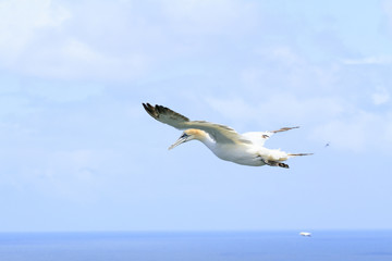 Flying seabird, close up gannet.
