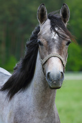 Obraz premium Young arabian horse