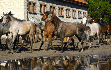 A herd of Arabian horses the stable
