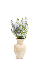 meadow blue flowers