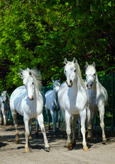 Obraz na płótnie Canvas White horses galloping on the village road