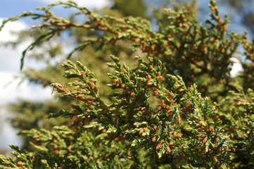 Juniperus chinensis