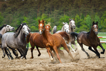 Arabian stallions gallop