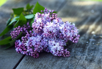 Blooming Lilac flowers 