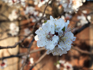 Cherry blossoms on a wooden background