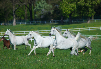 Galloping white arabian horses