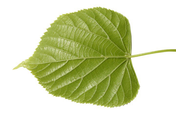 Obraz premium Hellgrünes Blatt mit Adern, freigestellt vor weißem Hintergrund
