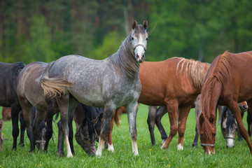 Obraz premium Arabian horses on the pasture