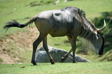 Fototapeta premium Gnu antylopa
