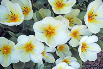 Obraz na płótnie Canvas White tulips on the flowerbed