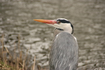 Heron near a river