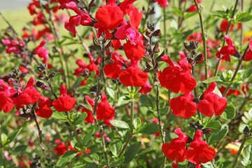 Sauge arbustive rouge