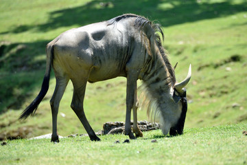 Gnu