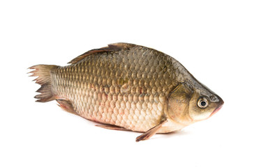 Fresh fish carp