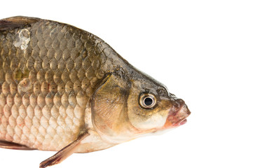 Fresh fish carp