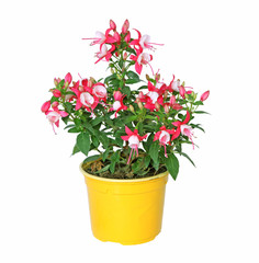 Fuchsia rouge et blanc