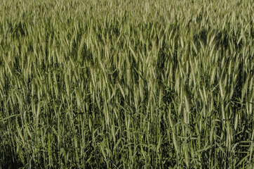 Green wheat in field and sunny day.