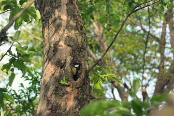 Titmouse in a hollow