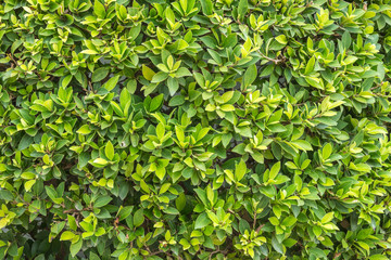 Fototapeta na wymiar Ornamental shrubs ,Wall shrubs in outdoor
