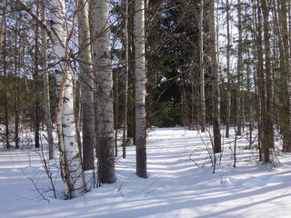 Лес в зимний солнечный день