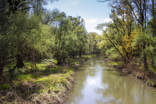 Altrhein bei Russheim Dettenheim