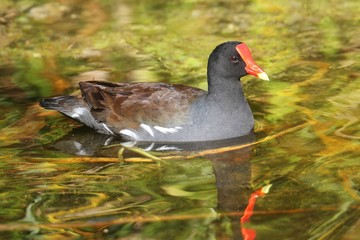 Common Moorhen (Gallinula chloropus)