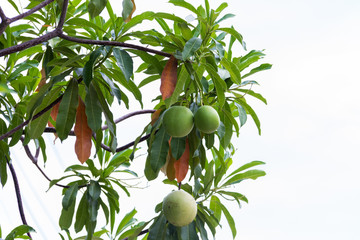 Mango on tree