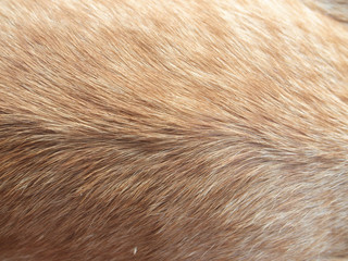 Hair animal color: It is hair of cat