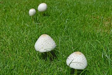 White mushrooms in grass lawn