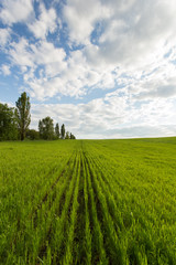 Landscape of green wheat field