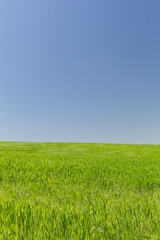 Obraz na płótnie Canvas Wheat field on a background of the blue sky