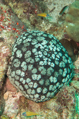 Underwater photography of a sea urchin