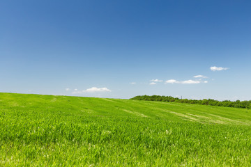 Fototapeta premium Wheat field on a background of the blue sky