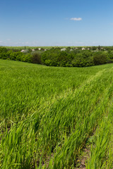 Wheat field on a background of the blue sky