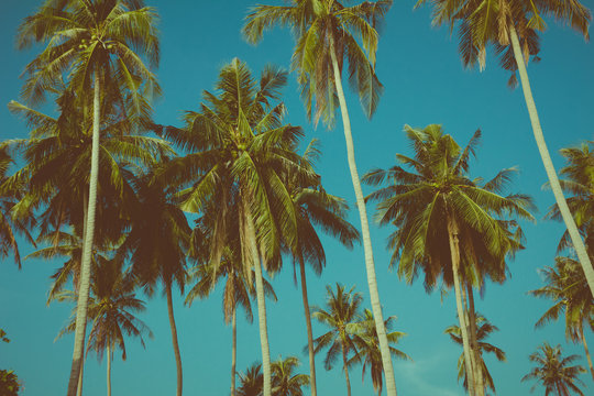 Coconut palm trees over the blue sky, vintage toned