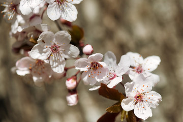 cherry flower, blossom at spring