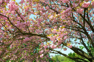 cherry flower, blossom at spring