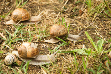 Race snails