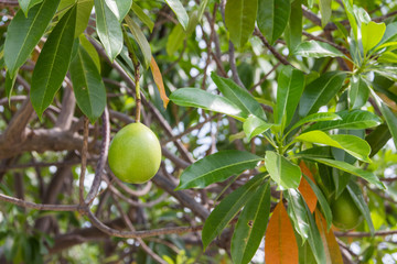 Mango on tree