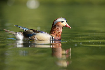 Mandarin Duck, Mandarin, Aix galericulata