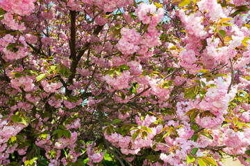 Fototapeta premium cherry flower, blossom at spring