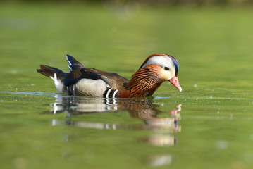 Mandarin Duck, Mandarin, Aix galericulata