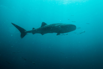 Whale shark swimming in ocean