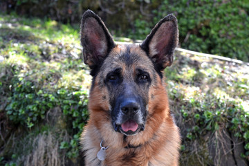 German Shepherd